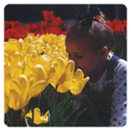 The Garden in Spring Bloom